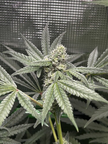 Growreport Bild 33