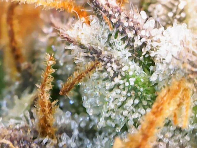 Growreport Bild 12