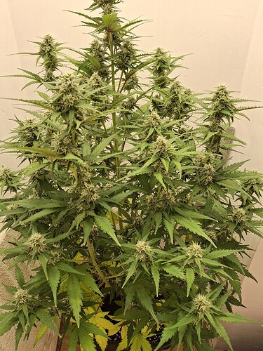 Growreport Bild 147