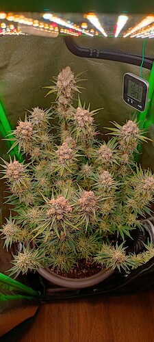 Growreport Bild 1