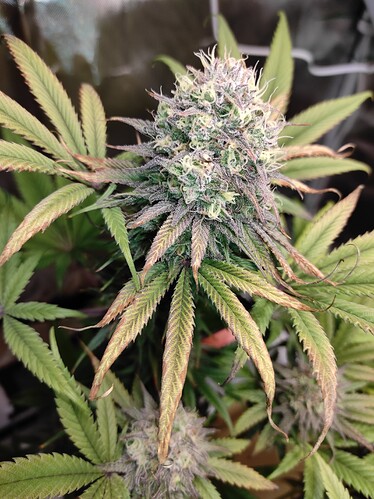 Growreport Bild 10