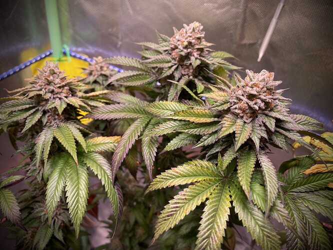 Growreport Bild 15