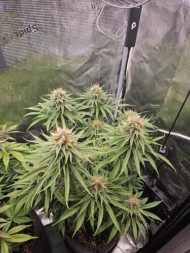 Growreport Bild 5