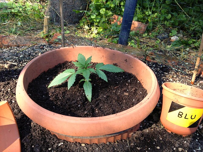 Growreport Bild 44