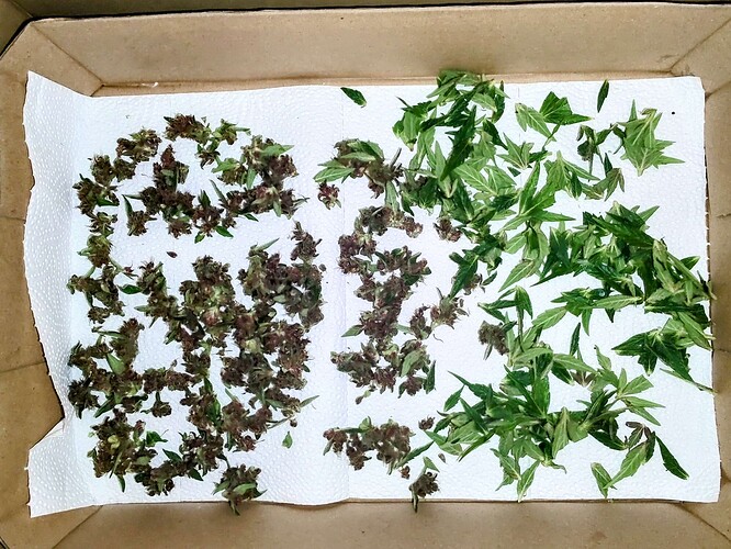 Growreport Bild 4