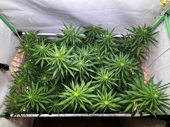 Growreport Bild 4