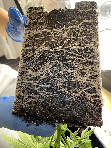 Growreport Bild 2