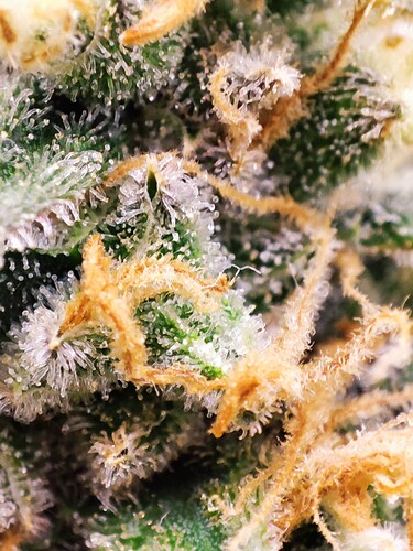 Growreport Bild 71