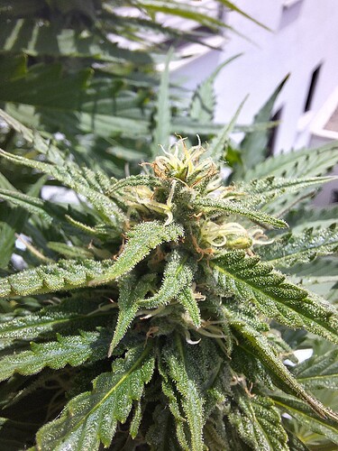 Growreport Bild 12