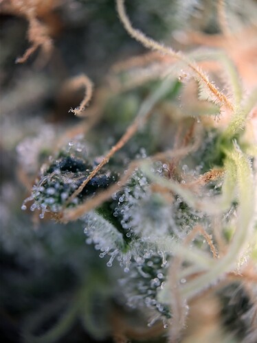 AGC_20240808_193130908.jpg_compressed