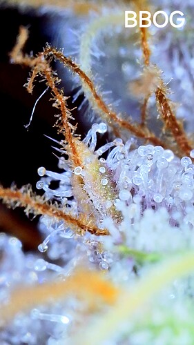Growreport Bild 8