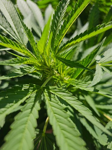 Growreport Bild 6
