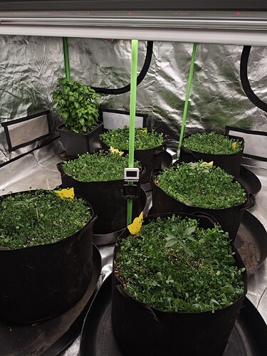 Growreport Bild 3