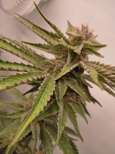 Growreport Bild 36