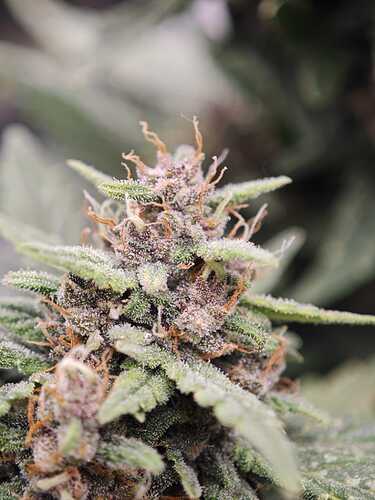 Growreport Bild 20
