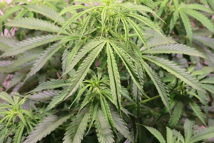 Growreport Bild 4