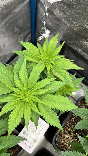 Growreport Bild 2