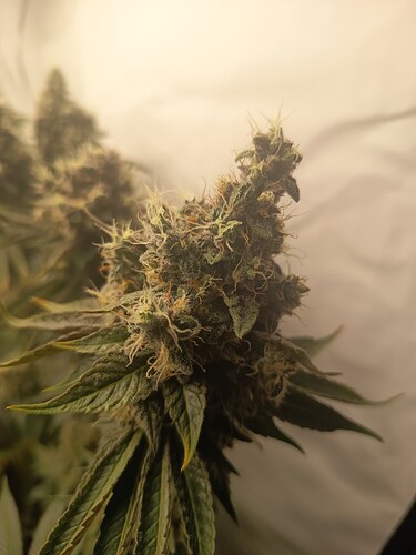 Growreport Bild 50