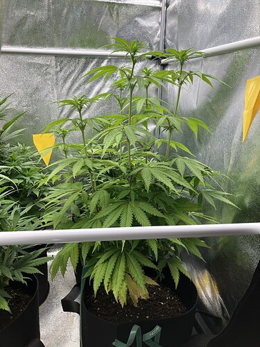 Growreport Bild 4