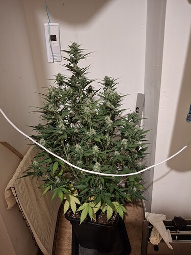 Growreport Bild 154