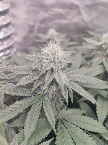 Growreport Bild 58