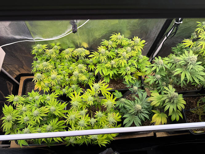Growreport Bild 2