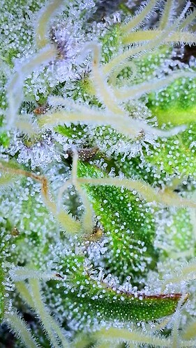 Growreport Bild 3