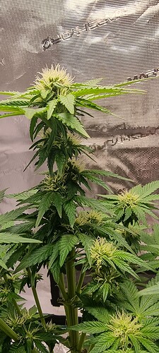 Growreport Bild 6