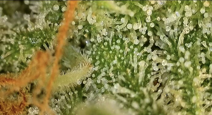 Growreport Bild 2