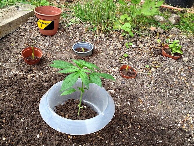 Grow25_0524_14