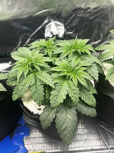 Growreport Bild 27