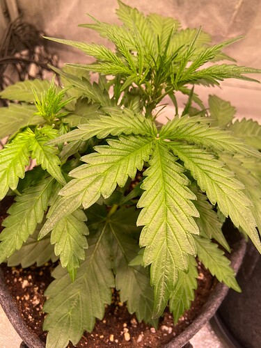 Growreport Bild 13