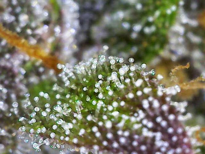 Image_2025-01-07 16_35_29_468