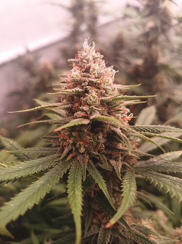 Growreport Bild 45