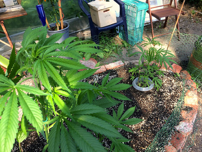 Grow26070813