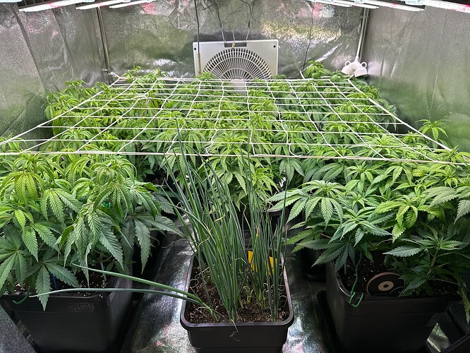 Growreport Bild 44