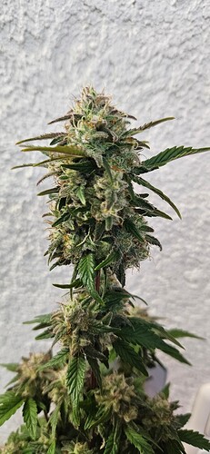 Growreport Bild 5