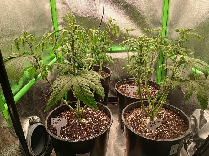 Growreport Bild 19
