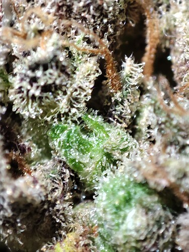 Growreport Bild 37