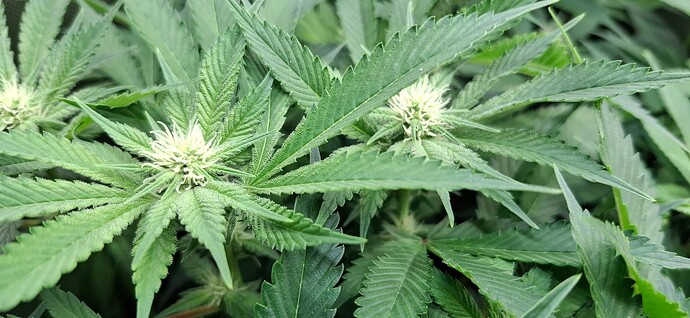 Growreport Bild 2