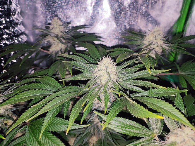 Growreport Bild 17
