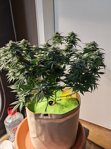 Growreport Bild 9