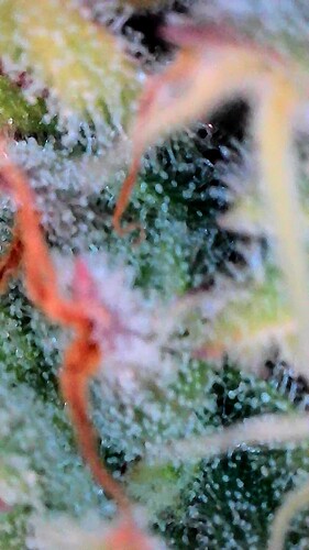 Growreport Bild 6