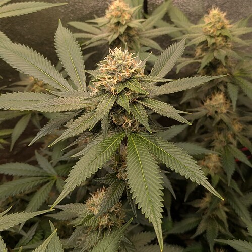 Growreport Bild 11