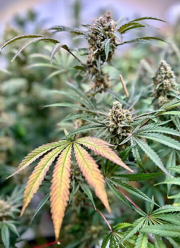 Growreport Bild 7
