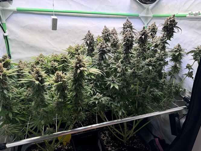 Growreport Bild 30