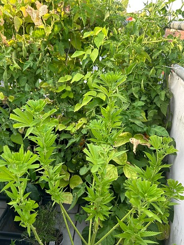 Growreport Bild 15