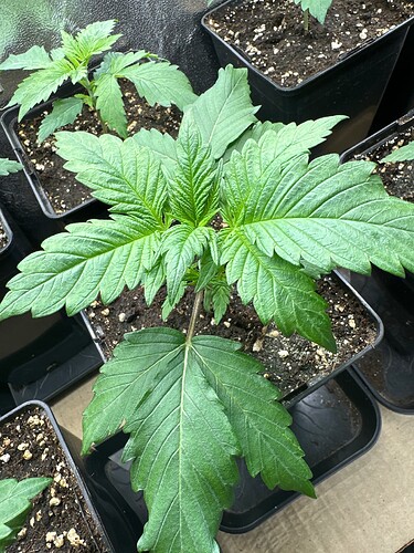 Growreport Bild 31