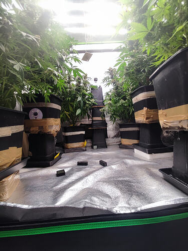 Growreport Bild 139