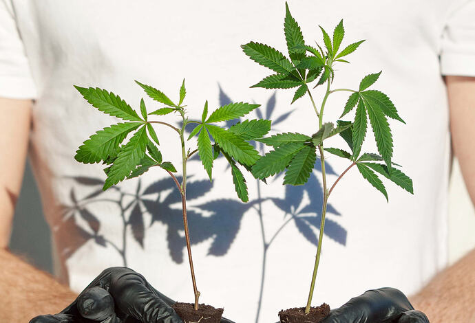 Lucky Hemp Stecklinge